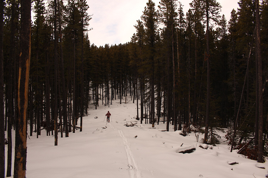 The snow doesn't quite hide all the nasty deadfall underneath...
