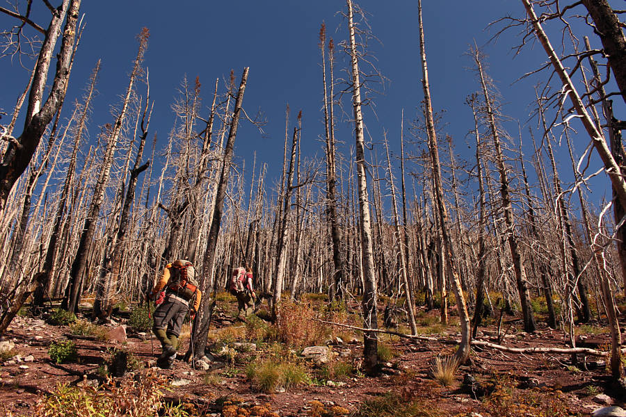 Hiking might be more challenging here if a lot of these trees begin toppling in the future!