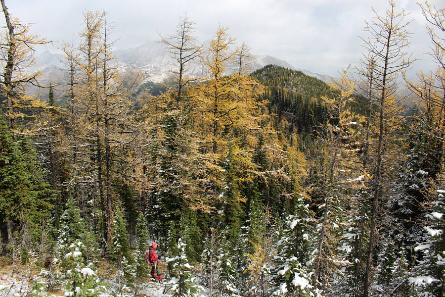 Hmmm...looks like a forested high point from here...