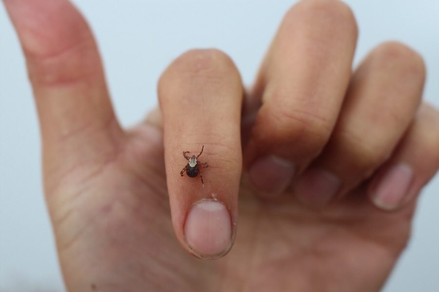 Must be hard finding fresh human blood on Soowa Mountain!