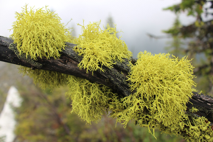 I reckon you lichen it too!