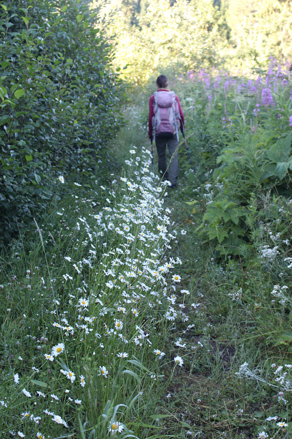 Daisy, daisy, give me your answer true...