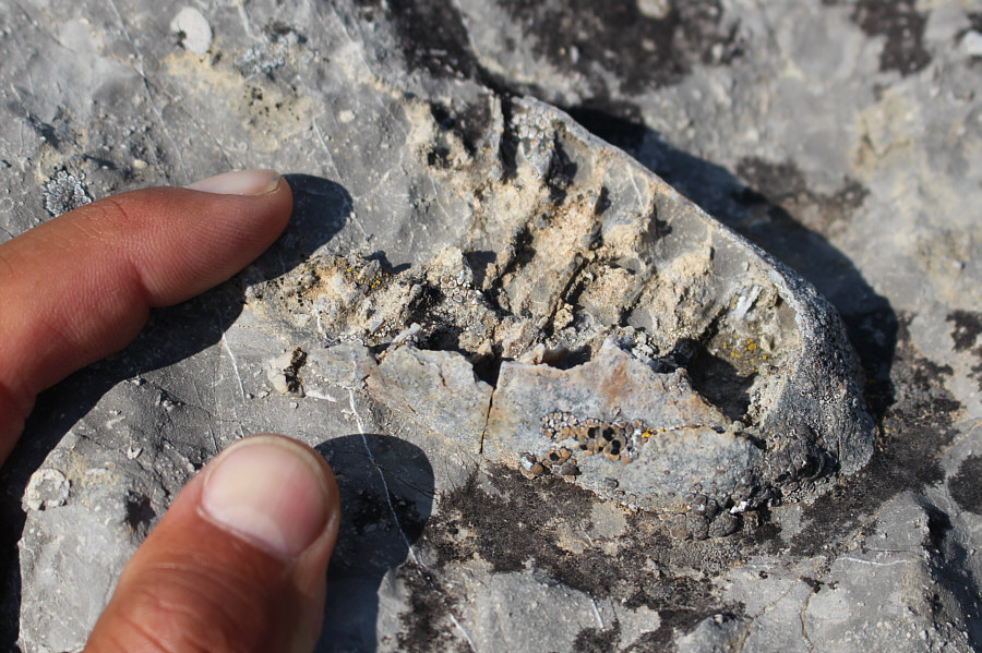 It looks like a giant mitochondrion!