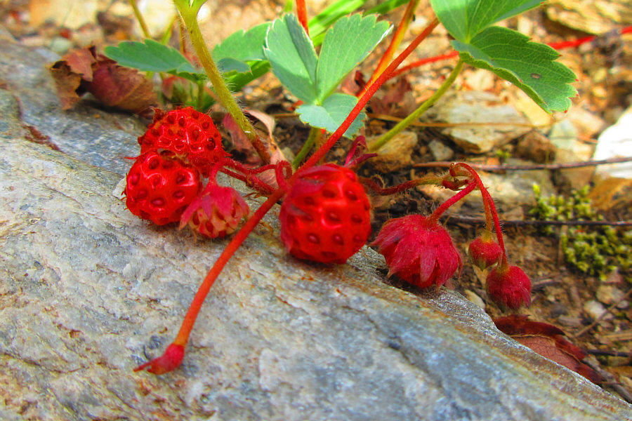 As delicious as they look!