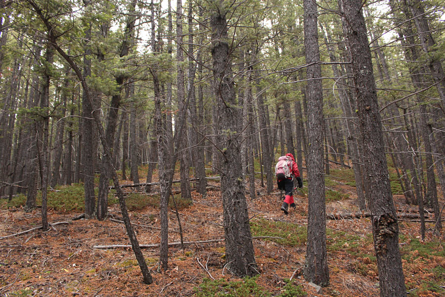 Bushwhacking was light.