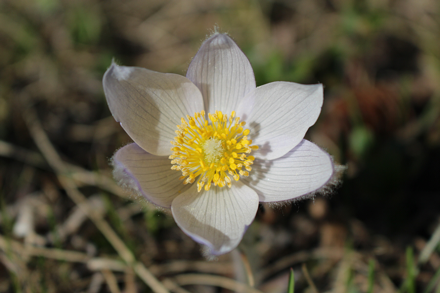 A sure sign of spring!