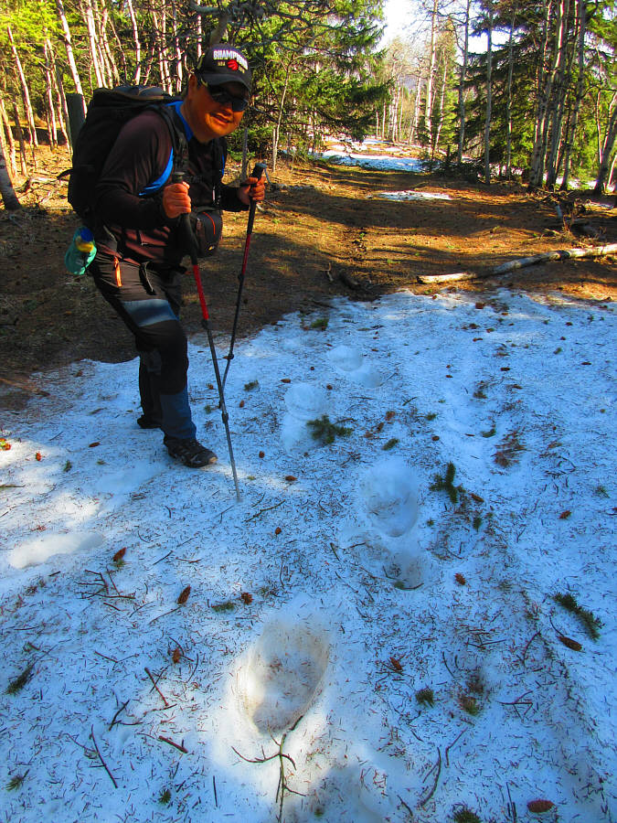 If you go down in the woods today, you're sure of a big surprise...