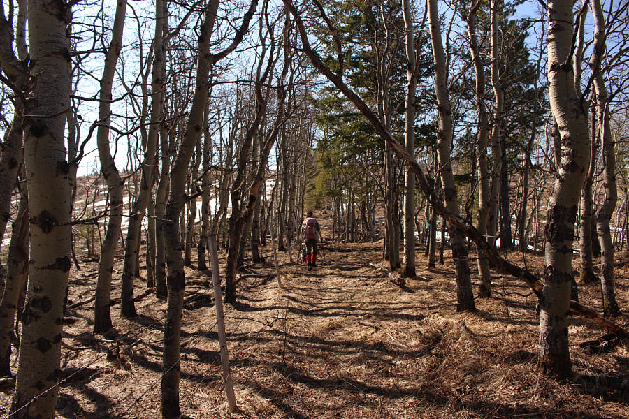 The aspen trees kind of hide all the ugly clearcuts around here!