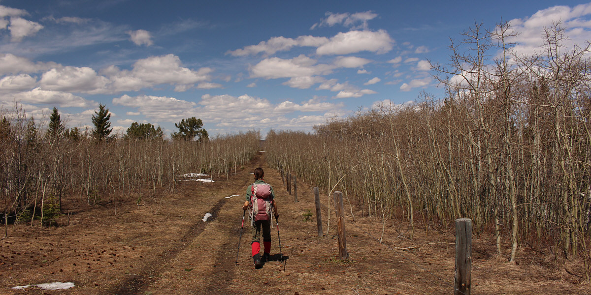 A walk in the woods.