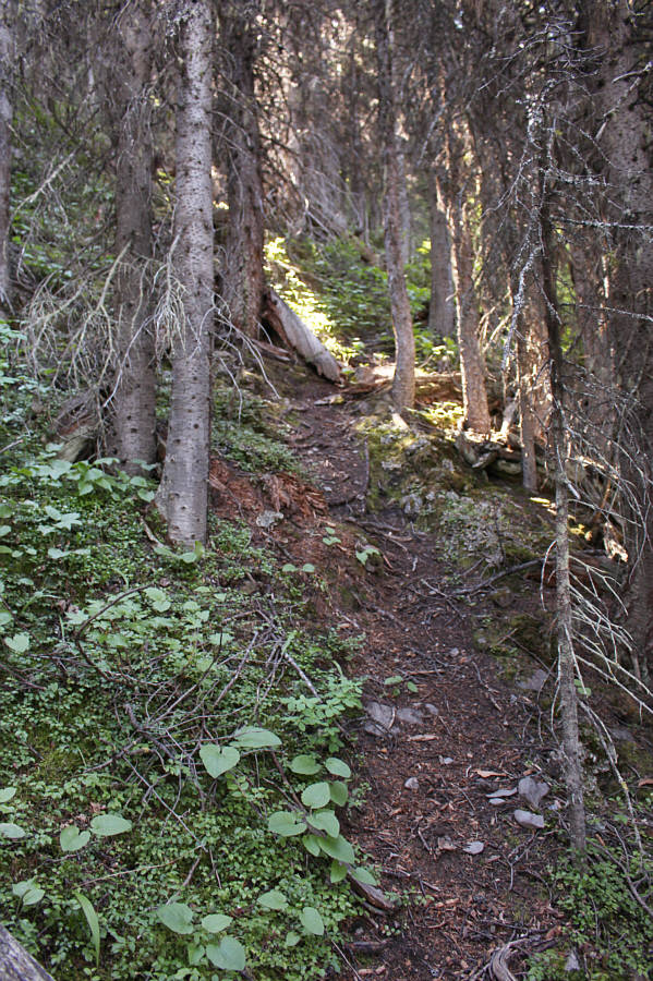 Don't worry; there's more bushwhacking to come later!