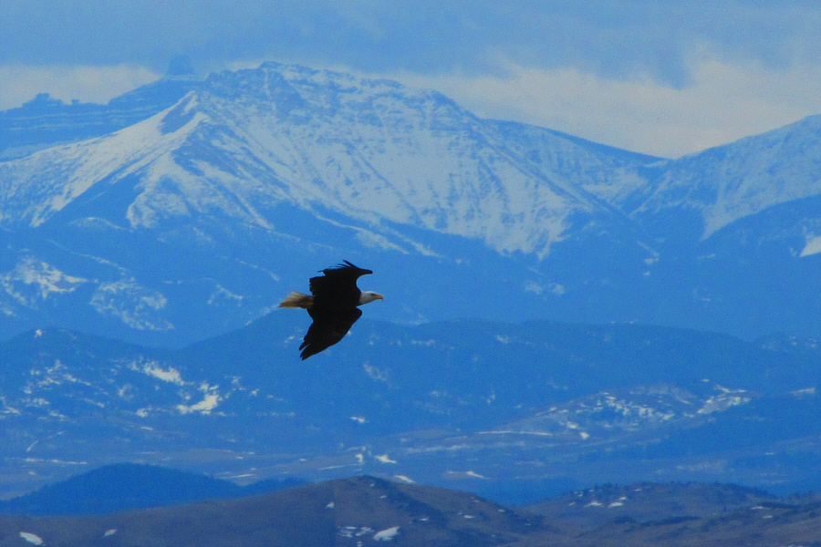 Great capture, Zosia!