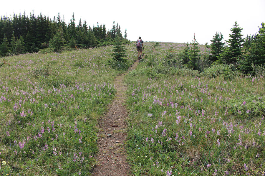 Shut up! It's a hold-up, not a Botany lesson. Now, no false moves please. I want you to hand over all the lupins you've got.