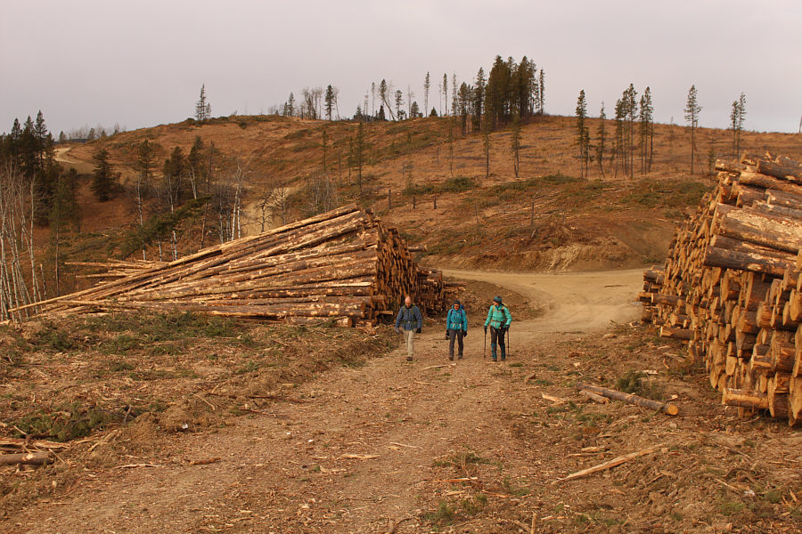It's funny how there are always a few odd trees left standing in these logged areas!