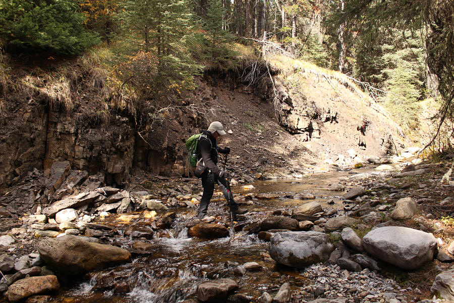 Do you think my cats would like it here?