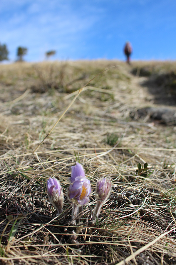 These flowers look like they're still waking up.