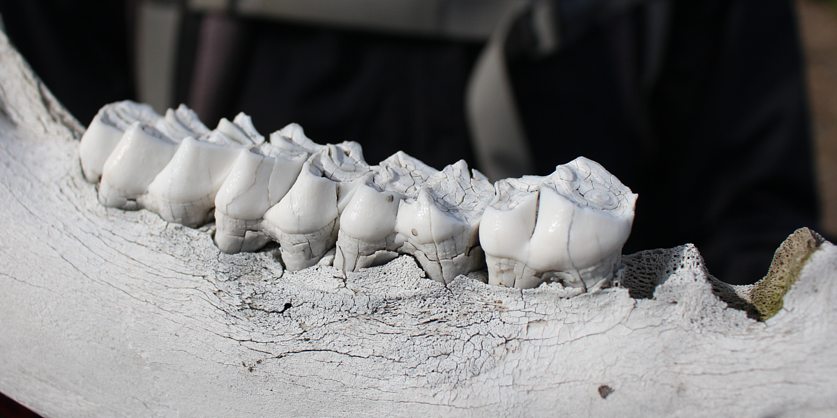 The enamel on the teeth still looks good!