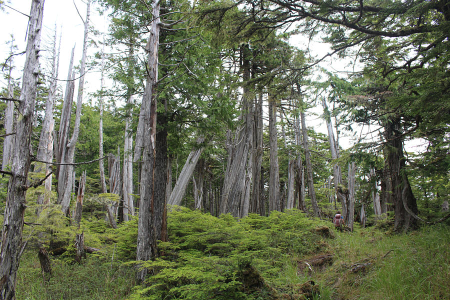 I think I can hear the ocean!