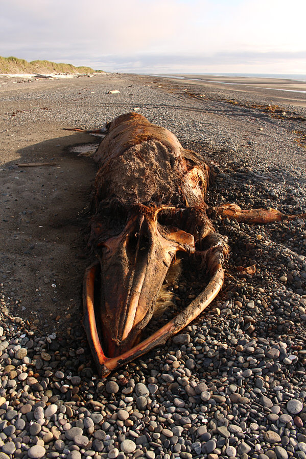 There are a gazillion maggots eating away at this whale!