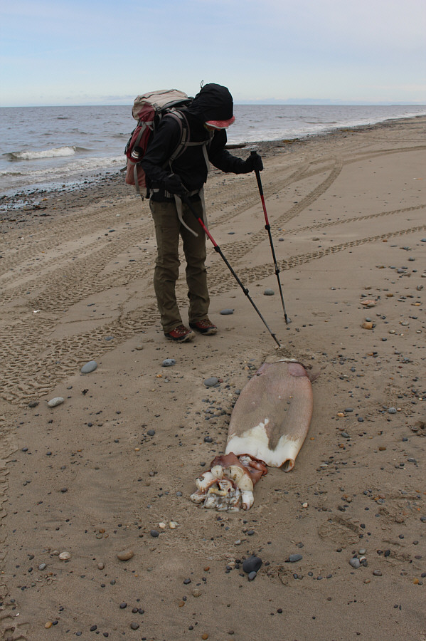 Doesn't look like it died getting run over by a car!