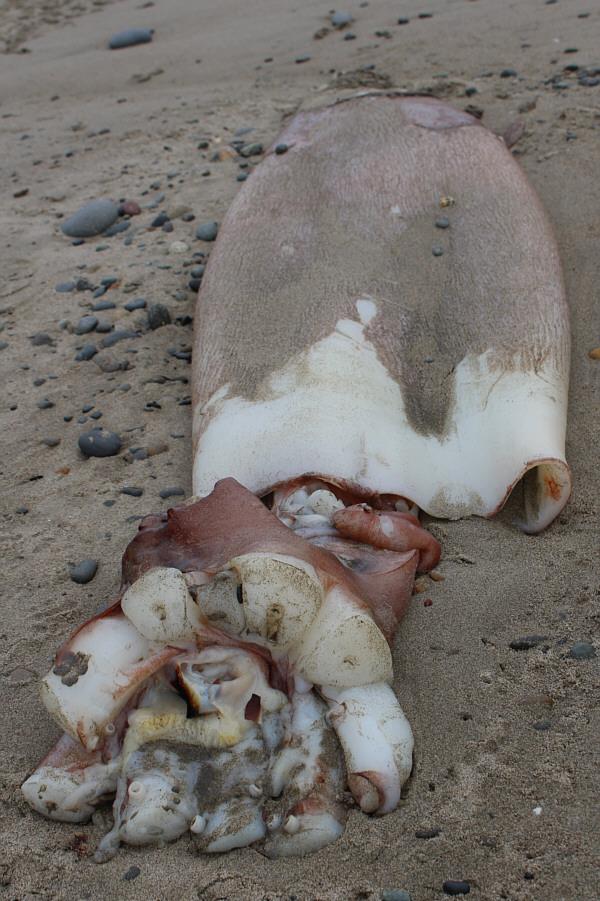 Maybe discarded from a fishing boat...