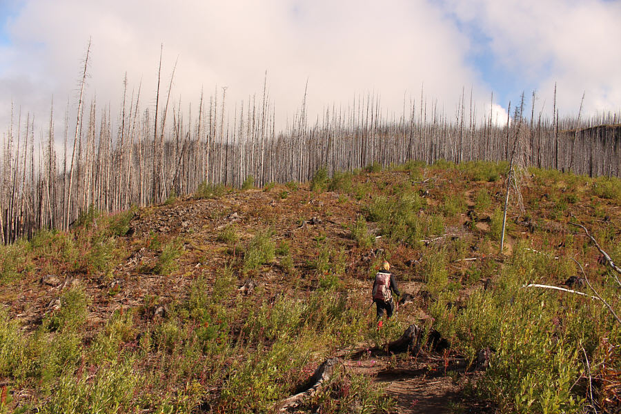 Vegetation is returning nicely seven years later.