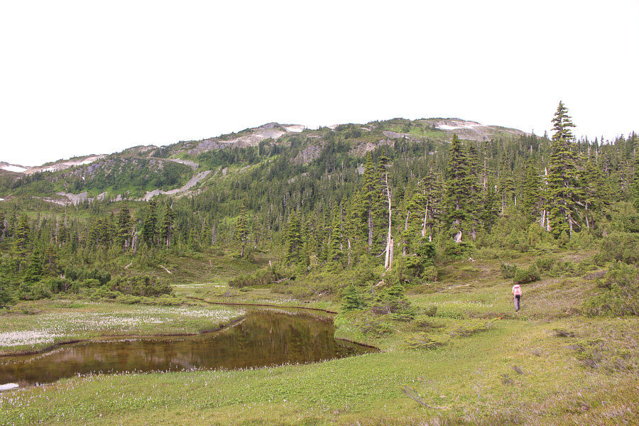 Bugs hounded us the whole way up the ridge!