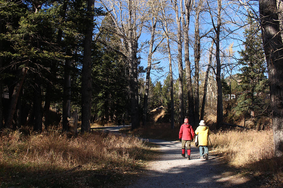 Suitable for senior citizens, dogs, and kids!