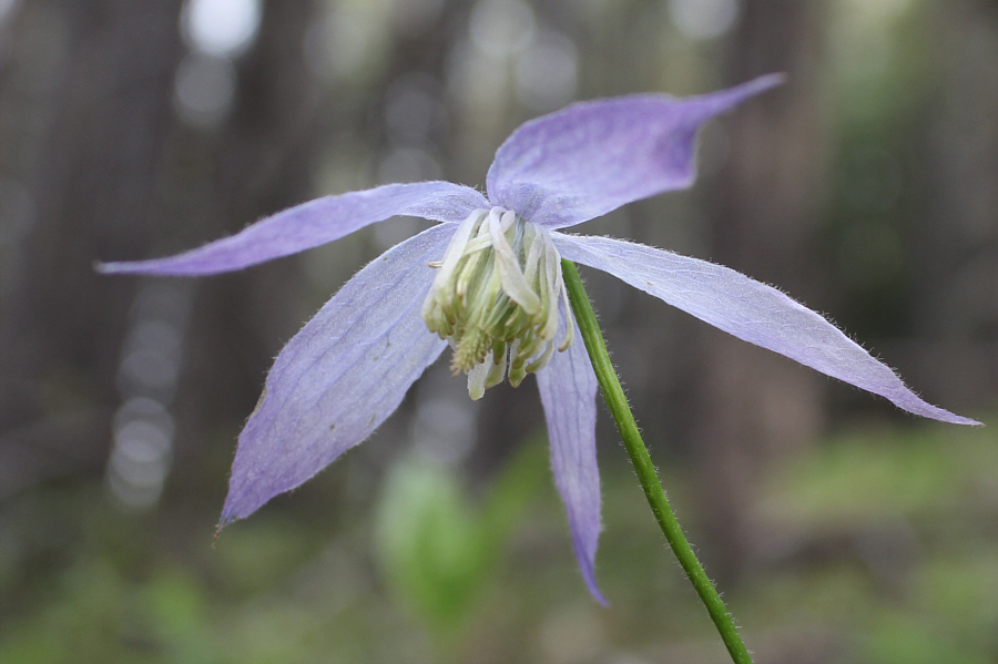 Hey, there's not much to see on this hike, so I might as well post pictures of flowers!
