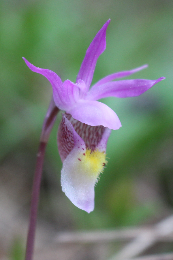 Not my best capture, but it's still lovely!