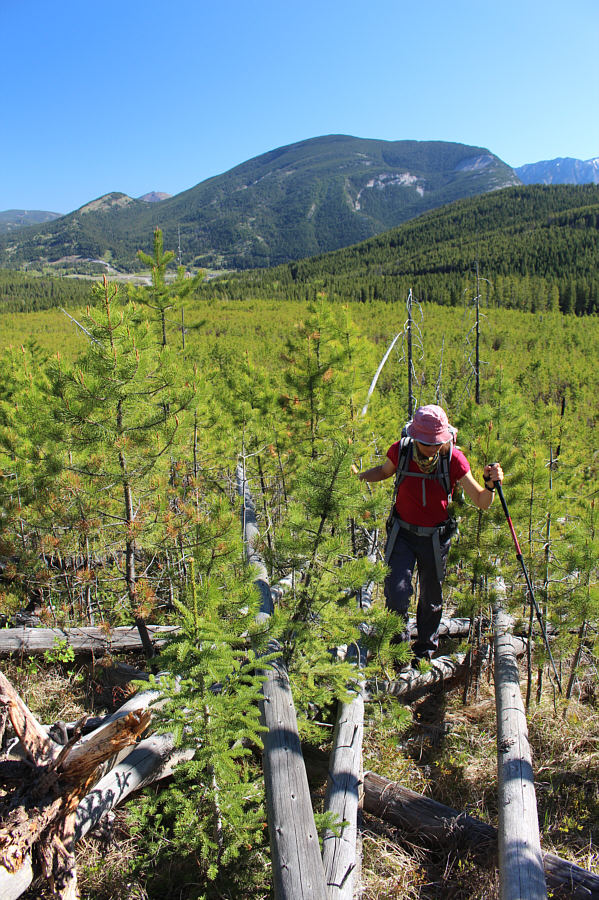 The logs are annoying, but there's only a few of them...for now!