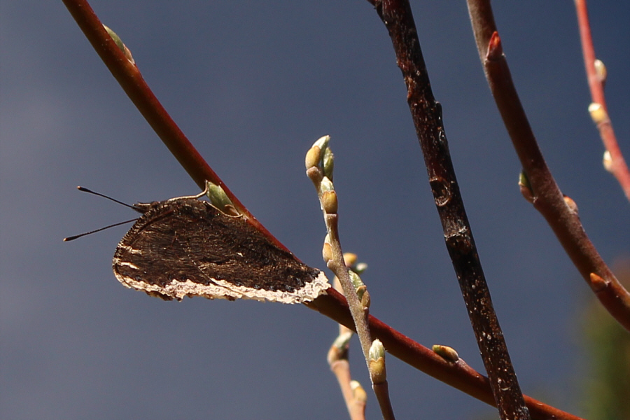 The heinous bushwhacking we endured earlier might have been due to the Butterfly Effect!