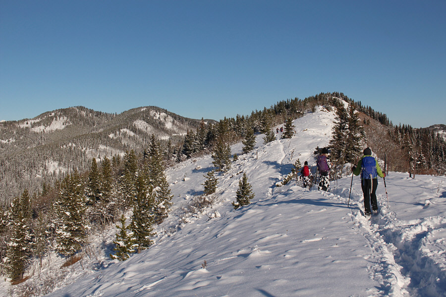 I'm right behind two cows and a kitty cat!