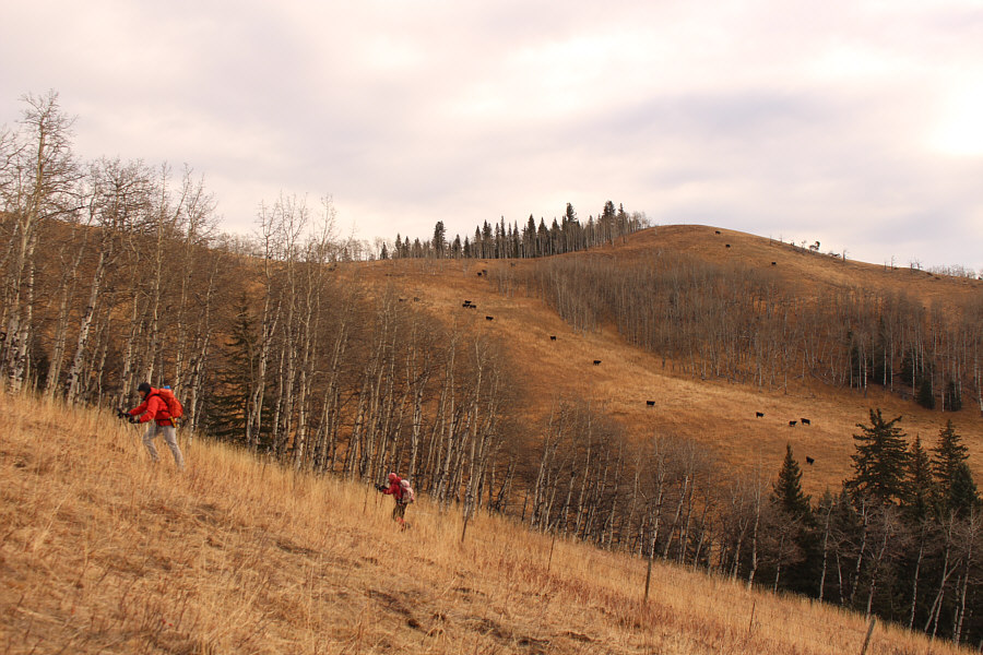 Maybe we can sneak up to the summit if we disguised ourselves as cows...