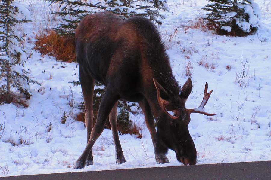 I think it's licking the asphalt!