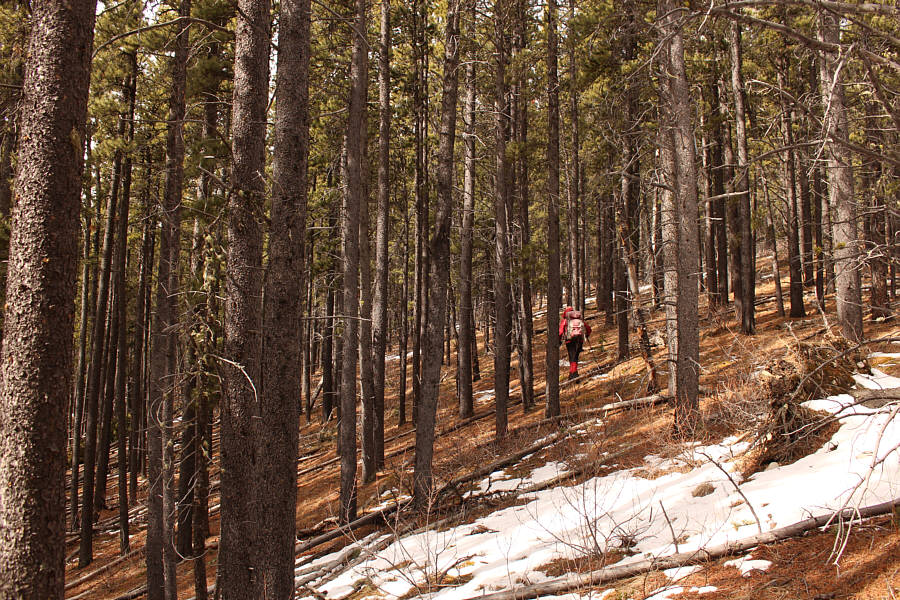 Steep but no serious bushwhacking here.