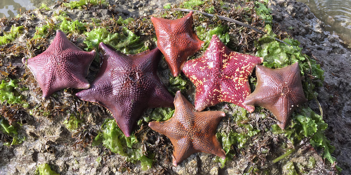 Can I get some ranch dressing with this?