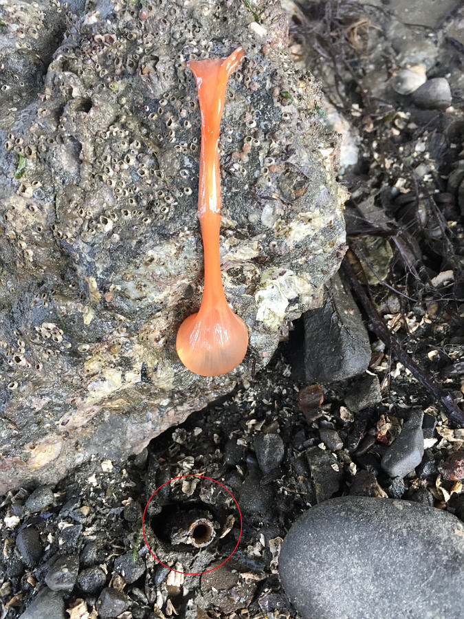 If anyone knows what the orange sac is, please let me know!