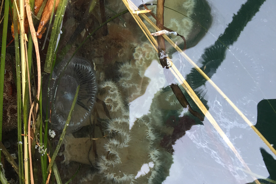 Fascinating creatures!