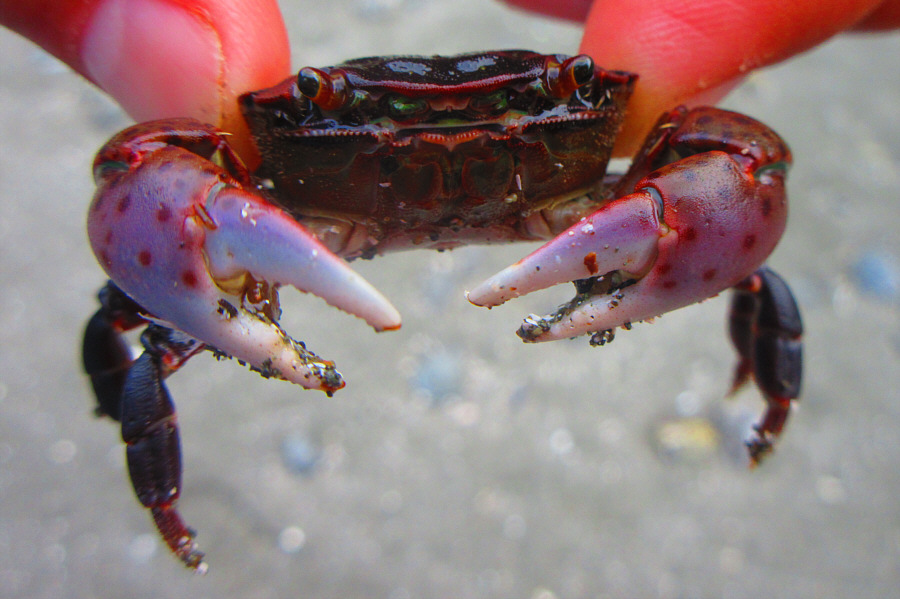 My, what big claws you have!