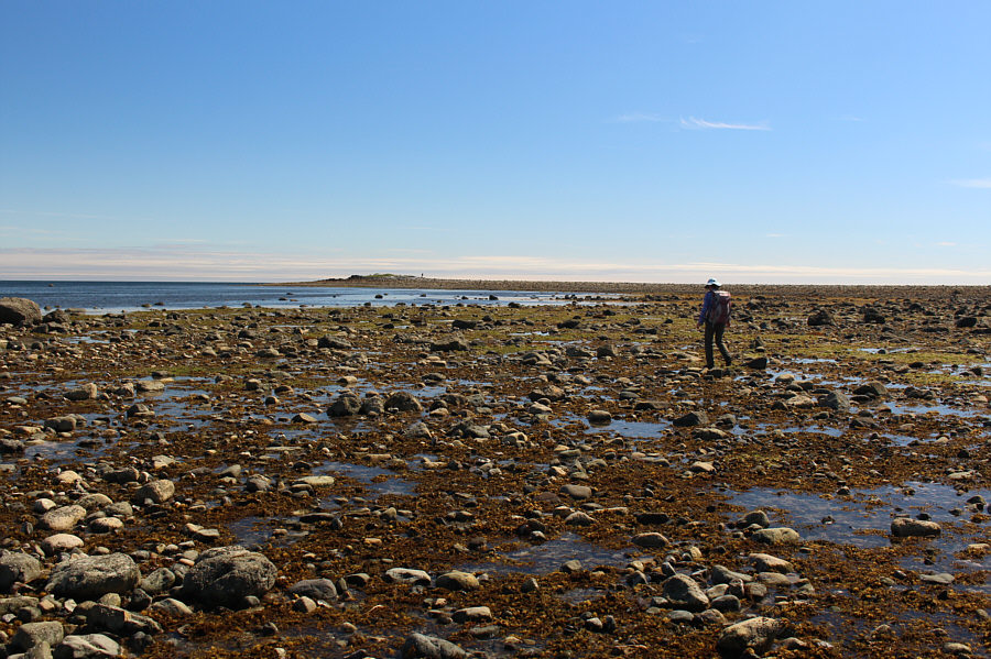 The thing sticking up on the island is a piece of driftwood.