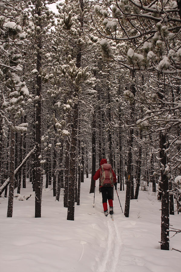 An enchanted forest?