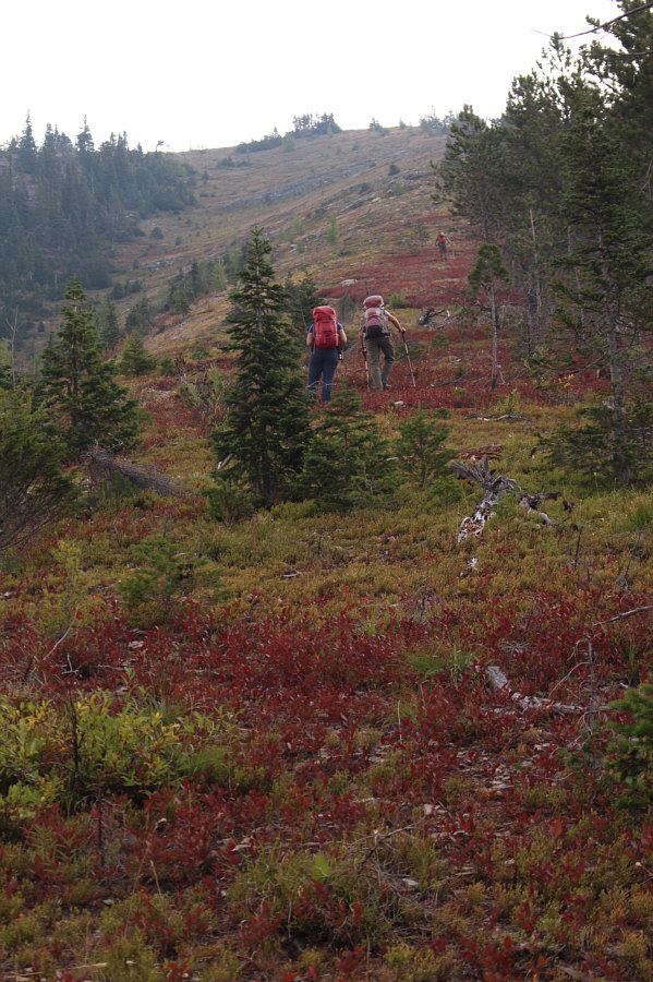 At least there were a few ripe huckleberries to eat here!