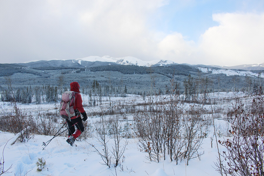With more snow, this cut block could be a nice place for ski touring.