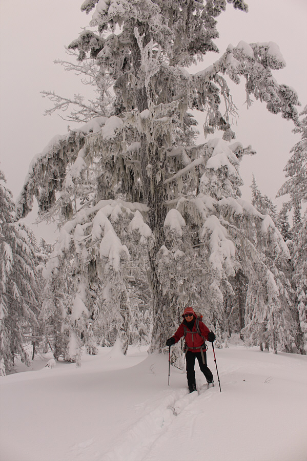 Strong with the dark side of the Force this tree is!