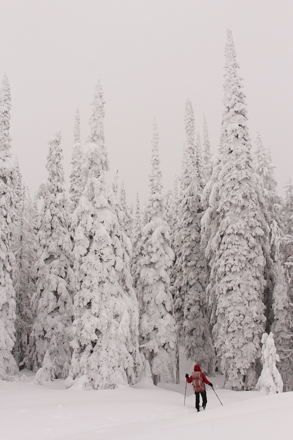 If the trees could talk...