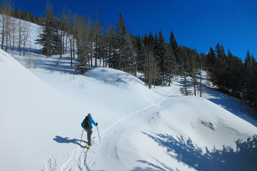 I didn't realize elk and bighorn sheep were endangered...