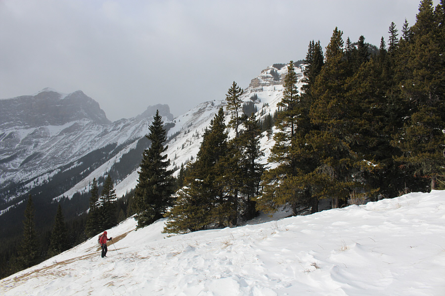Lotsa sheep poop here!
