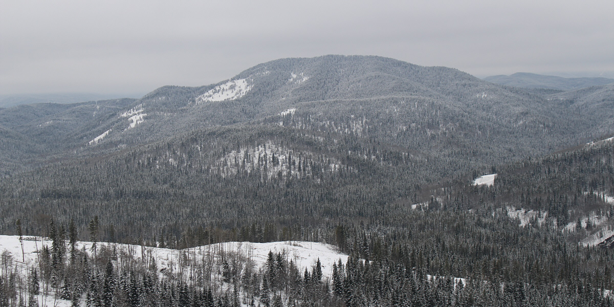 Yet another forested summit...sigh.