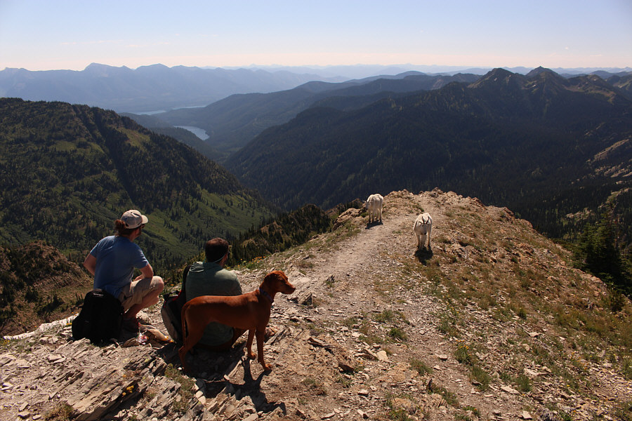 That dog is well-trained!