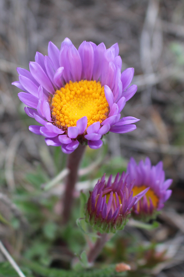 Prettiest flower of the day! 
